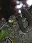 snake in tree facing front dark and pink bkg.jpg (127504 bytes)