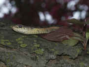 snake in tree facing left folding over leaf.jpg (120505 bytes)