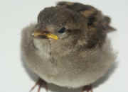 sparrow closeup facing left beak in focus cropped.jpg (97587 bytes)