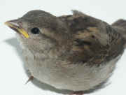 sparrow closeup facing left cropped.jpg (103936 bytes)