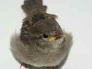 sparrow closeup fluffy breast.jpg (100322 bytes)