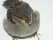sparrow closeup head in focus 2.jpg (118347 bytes)