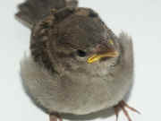 sparrow closeup head in focus.jpg (90589 bytes)