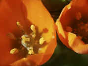 star flower double closeup.jpg (116499 bytes)