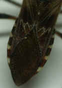 stinkbug closeup lens showing wing texture cropped.jpg (114335 bytes)
