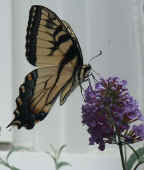 swallowtail on butterfly bush.jpg (61891 bytes)