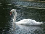 swan adult.jpg (140811 bytes)