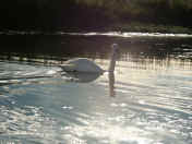 swan on shining water head turned away.jpg (143891 bytes)