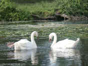 swan pair.jpg (156415 bytes)