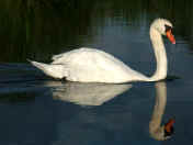 swan swimming right.jpg (134596 bytes)