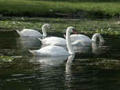 swans four.jpg (136094 bytes)