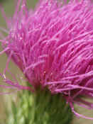 thistle flower closeup.jpg (129077 bytes)