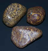 three unusual patterned rocks.jpg (135854 bytes)