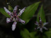 toad lily showing 2 flowers larger.jpg (159820 bytes)