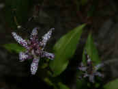 toad lily showing 2 flowers.jpg (155740 bytes)