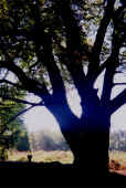 tree with drum.jpg (77978 bytes)