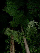 trees at night 2.jpg (145078 bytes)