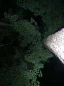 trees at night 4.jpg (129470 bytes)