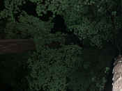 trees at night 5.jpg (135569 bytes)