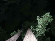 trees at night 6.jpg (158362 bytes)