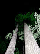 trees at night adj.jpg (149195 bytes)