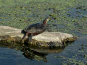 turtle on log 2.jpg (160504 bytes)