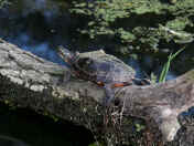 turtle on log.jpg (142404 bytes)