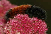 woolly bear 9-17-06 on summer poinsettia full view curved body facing right 3.jpg (148872 bytes)