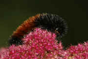woolly bear 9-17-06 on summer poinsettia full view curved body facing right.jpg (112541 bytes)