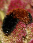 woolly bear 9-17-06 on summer poinsettia full view curved body pointing downward.jpg (121233 bytes)