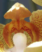 yelloworchid closeup light bkg cropped.jpg (100595 bytes)