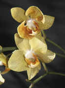 yelloworchid closeup two flowers flash.jpg (112151 bytes)