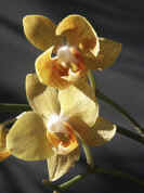 yelloworchid closeup two flowers no flash.jpg (109455 bytes)