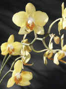 yelloworchid full view vertical comp.jpg (128565 bytes)