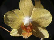 yelloworchid.jpg (116389 bytes)